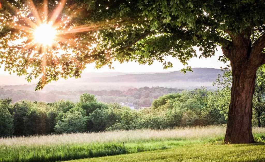 Lush green landscape with tree and sunrise